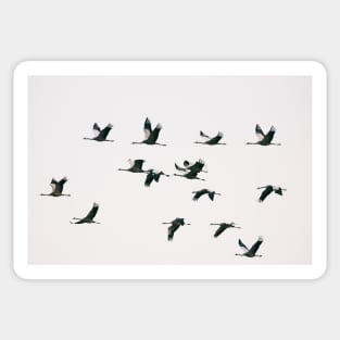 Migration - Fifteen Common Cranes Flying South Sticker